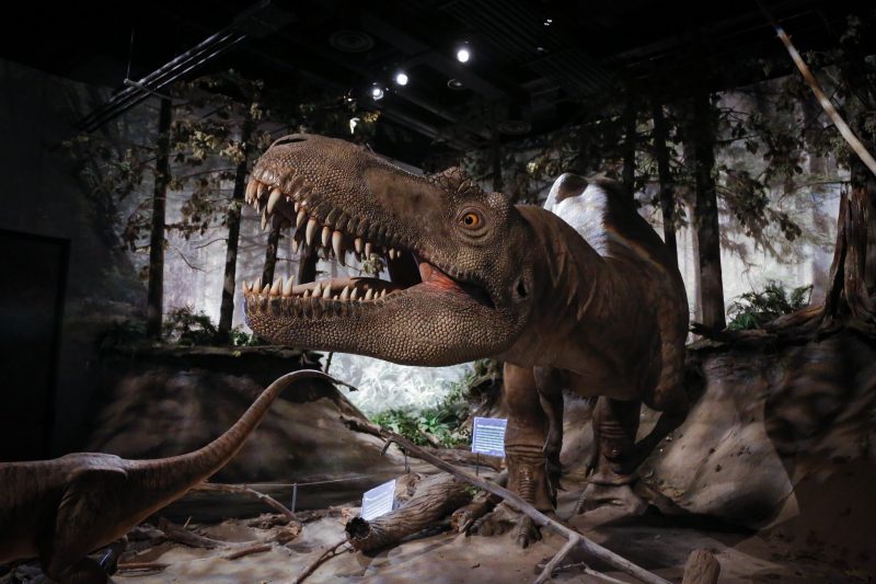 An Albertosaurus on display at the Royal Tyrrell Museum of Palaeontology in Drumheller, Alta., Thursday, Jan. 16, 2020.