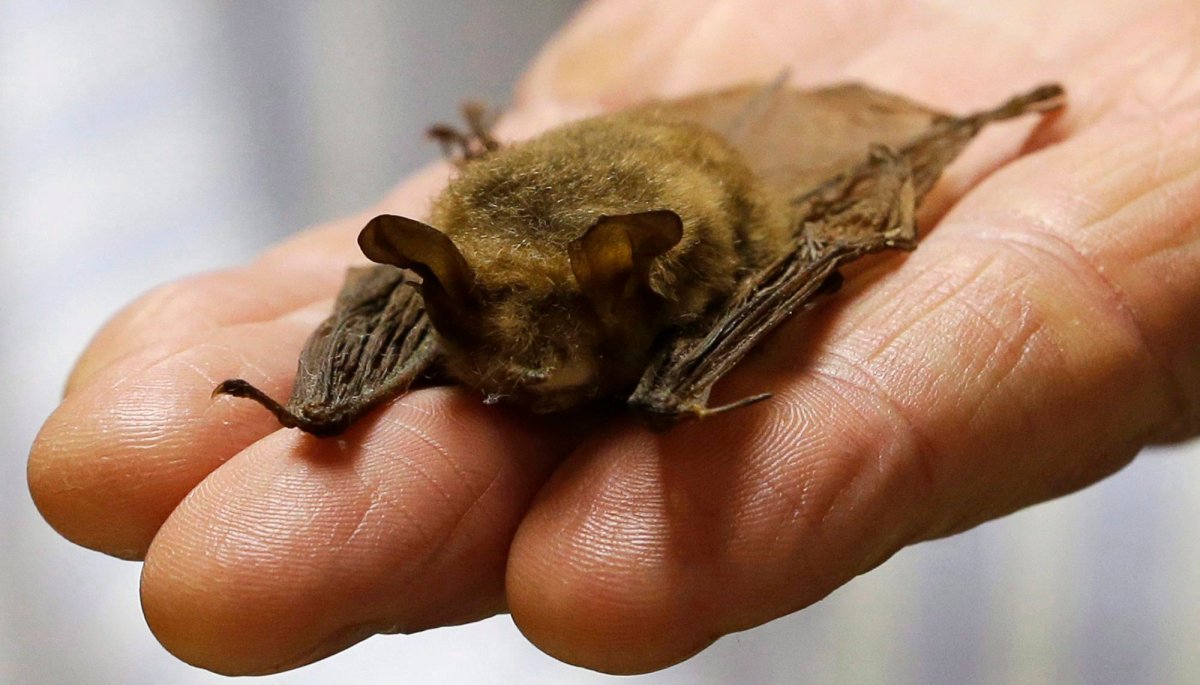 In this Feb. 8, 2017 photo, a northern long-eared bat, is held at the Cleveland Museum of Natural History, in Cleveland.