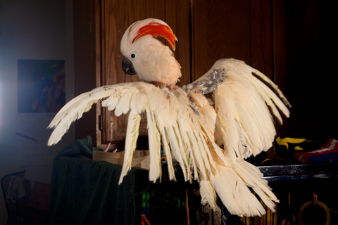 birdline-canada-parrot-rescue-injured