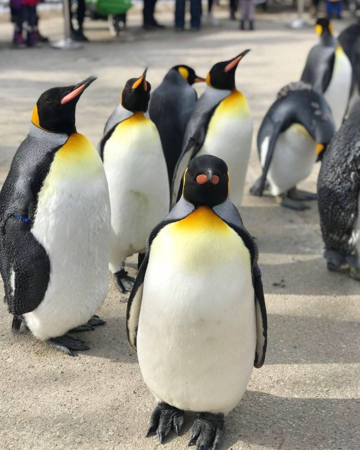 Penguin Walk - GlobalNews Events