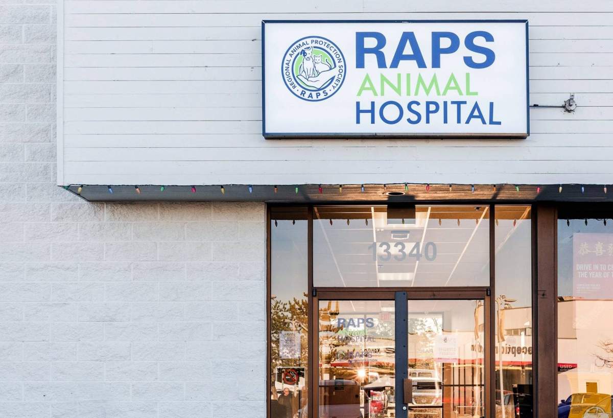 Regional Animal Protection Society animal control officers are investigating after a box with dead puppies inside was found outside a Richmond hotel Saturday.