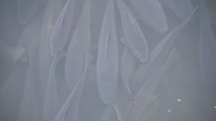 The invasive carp are bottom feeders and create problems for aquatic species native to the area.