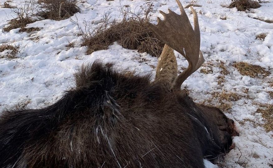Alberta Fish and Wildlife Enforcement is looking for witnesses after a bull moose was poached.