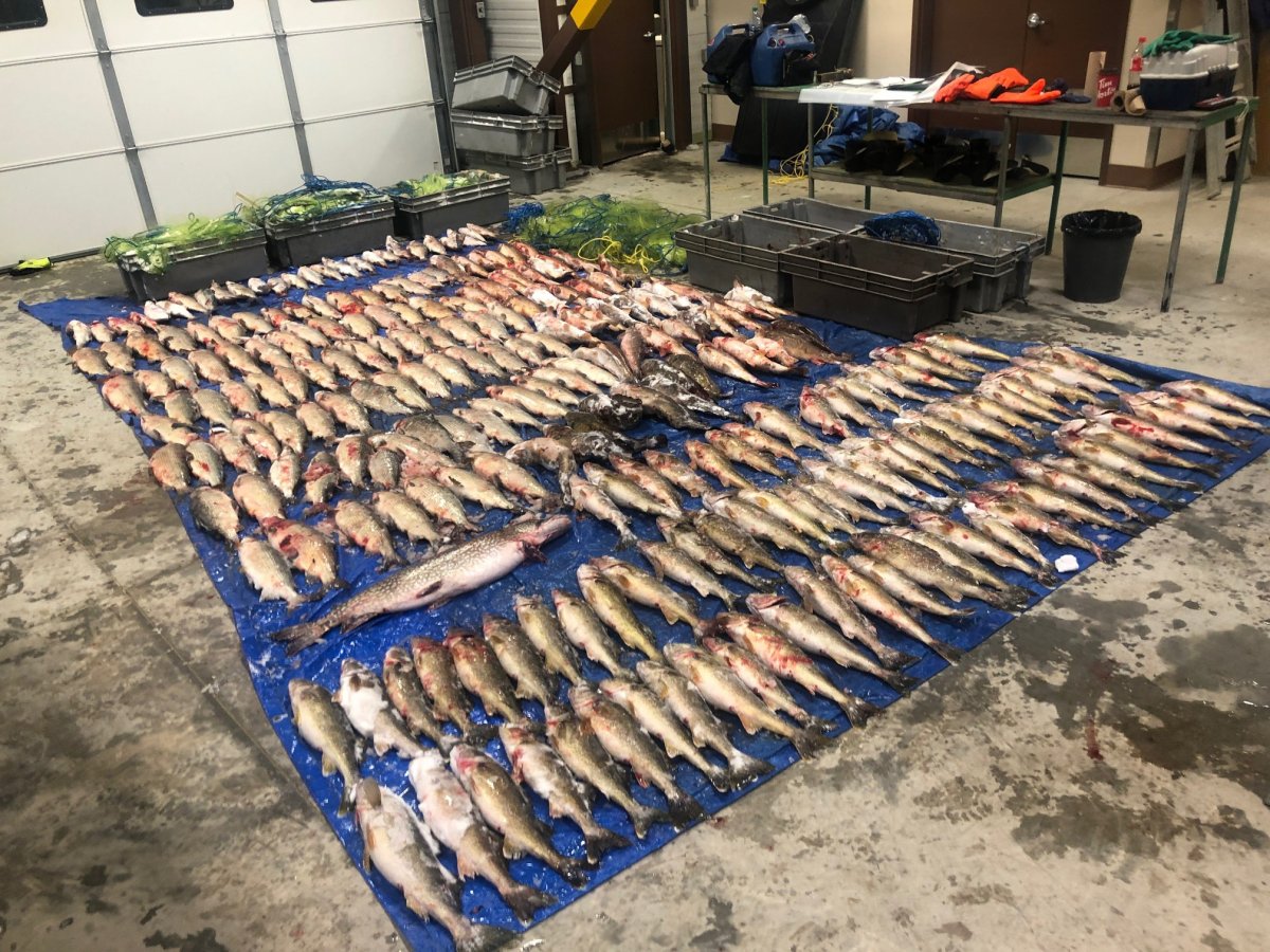 Police estimate 12,000 pounds of fish was allegedly illegally caught and sold during a two-year trafficking investigation.