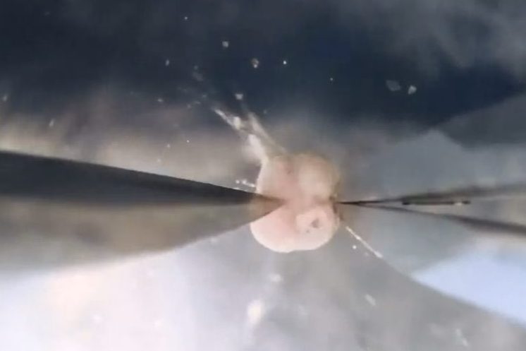 Biologists assemble a living robot using surgical tools.