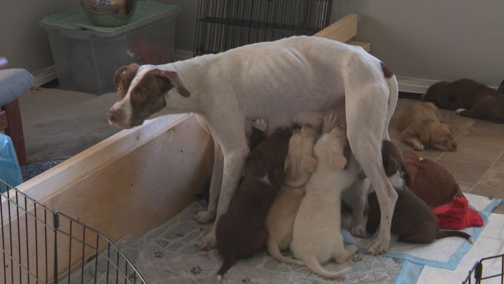 how to help a dog have her puppies