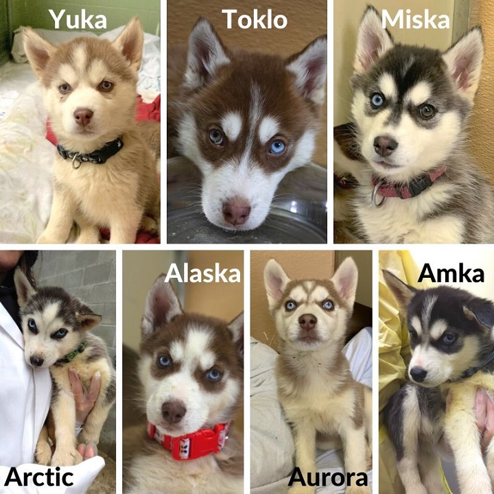 husky puppies up for adoption