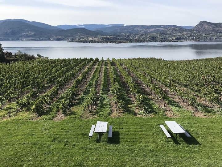 B.C.'s Perennial Crop Renewal program will, among other things, help vineyards plant different varieties of grapes best suited to the area.