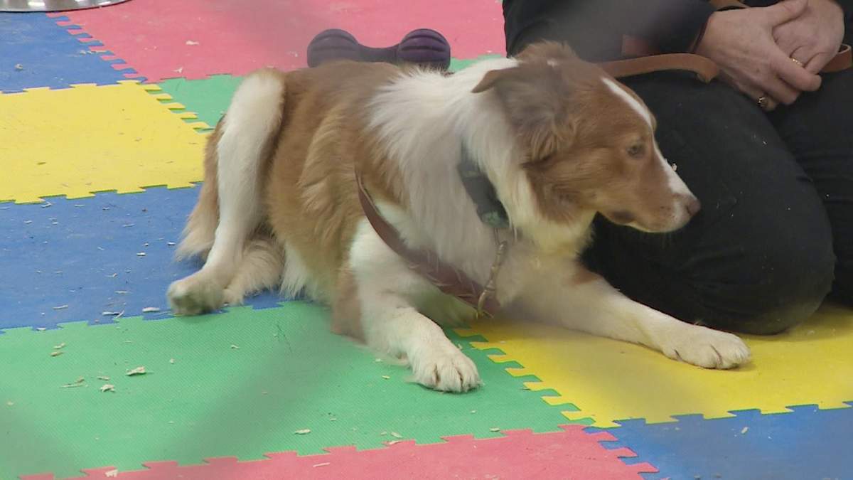 The Nova Scotia SPCA says 16 border collies rescued are now available for adoption or fostering.