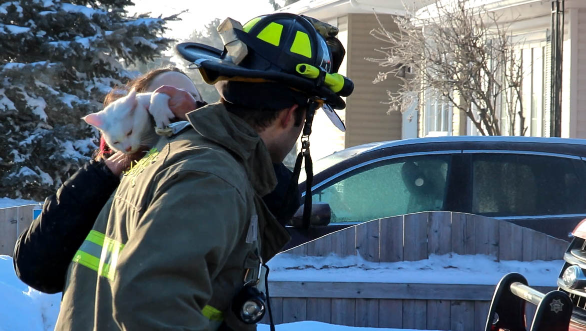 Three adult tenants have been displaced by a fire, and two cats have died. The cat featured in the image are among the pets saved. 