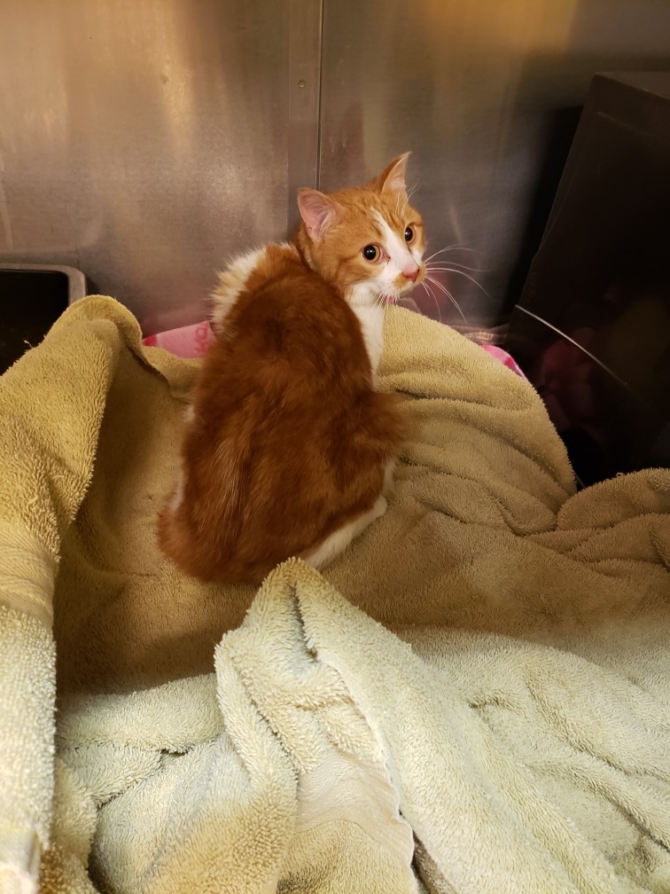 One of three cats who were rescued from the cold in Thorsby by Alberta SPCA.