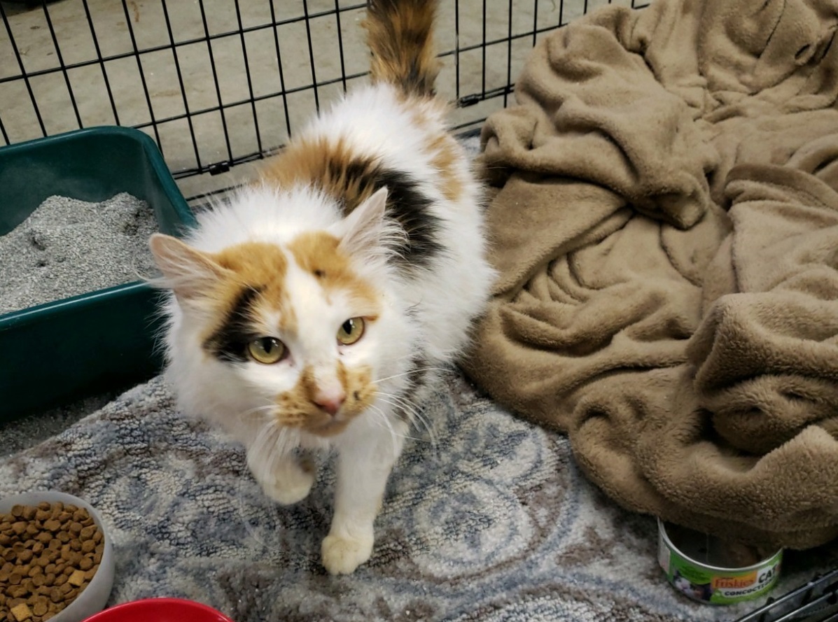 One of three cats who were rescued from the cold in Thorsby by Alberta SPCA.