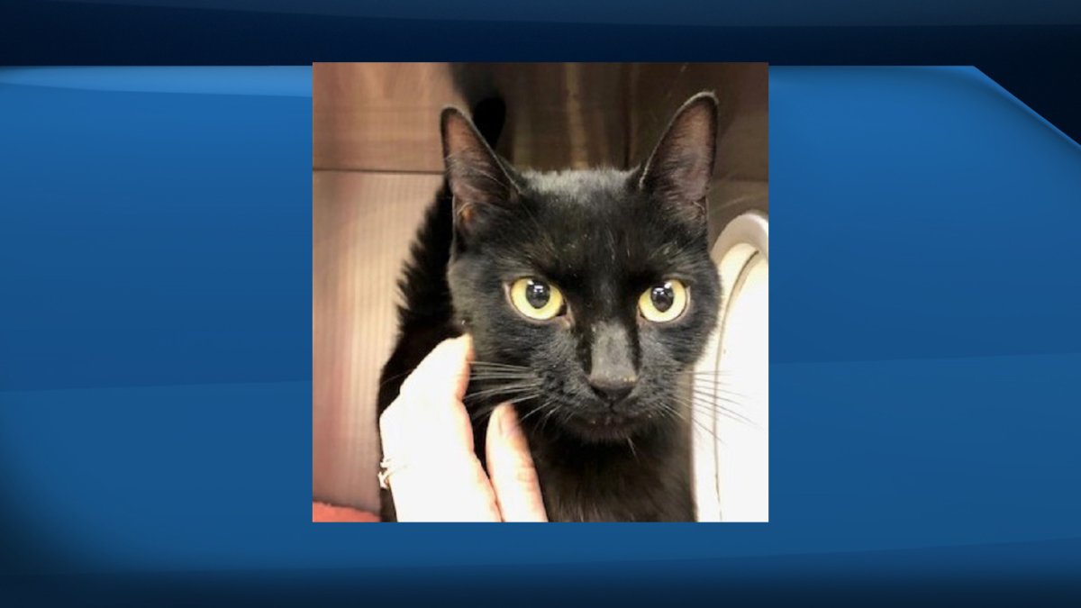 The Guelph Humane Society said a cat had to be rescued from a 10-foot deep window well during Saturday's snowstorm. 