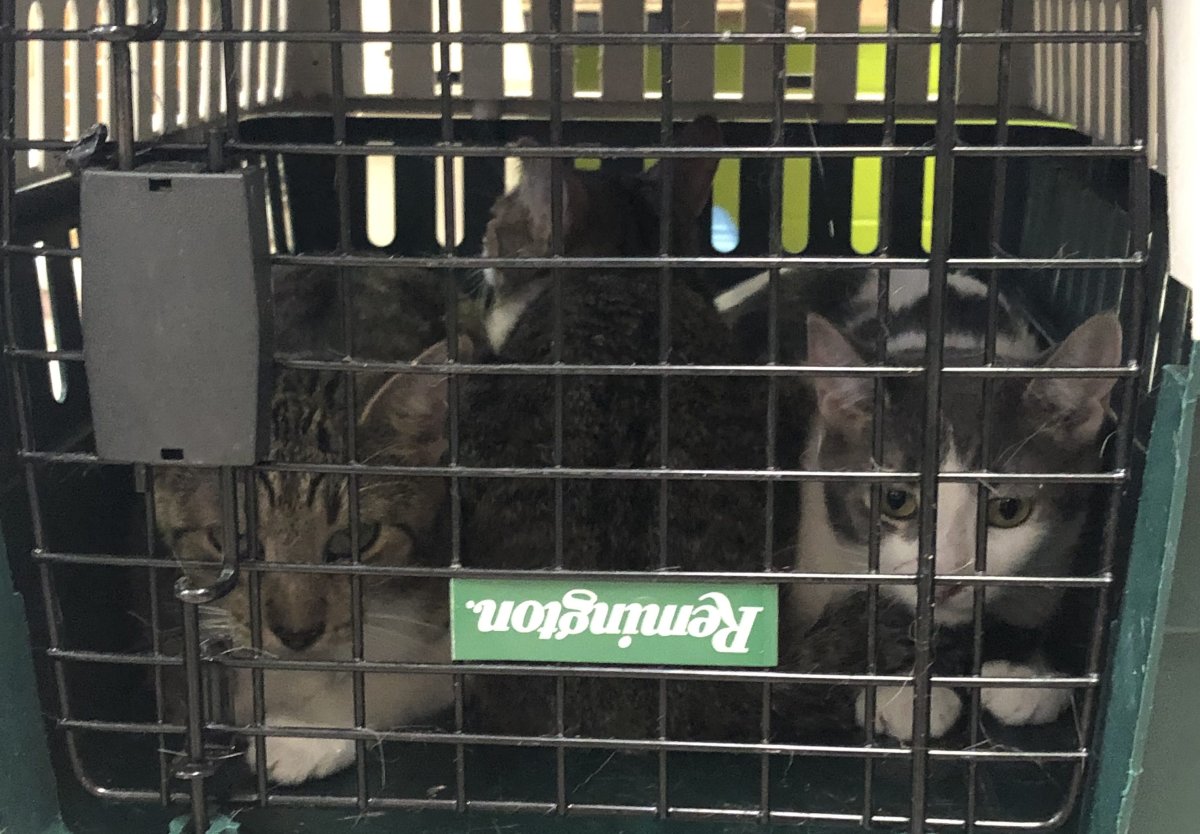 The Guelph Humane Society says it took in 97 cats earlier this week after receiving a call for support from their owner.
