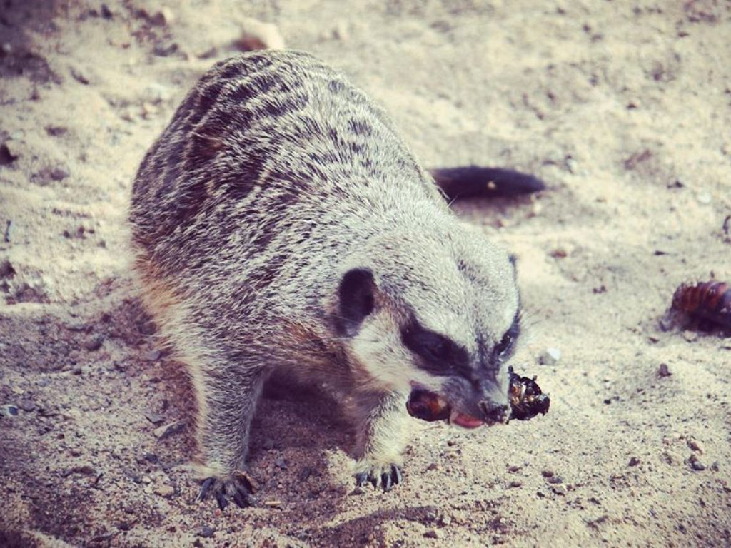 Every year, El Paso Zoo lets people name a cockroach after their exes and feed it to an animal.