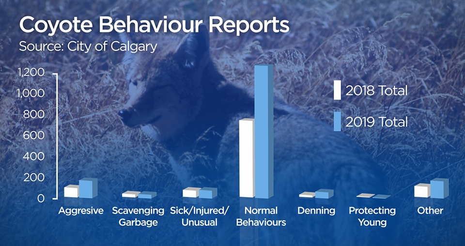 Coyote reports jump 67% in Calgary — but are there more in the city ...