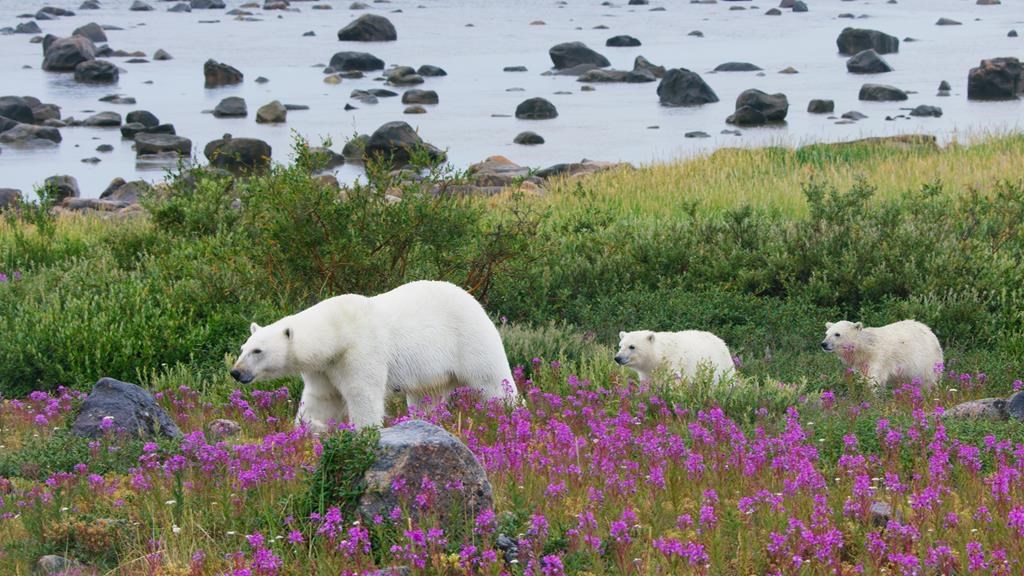 A female polar bear leads her two cubs through a patch of colourful fireweed in a handout photo. During summer, with no sea-ice to hunt on, polar bears in this area are restricted to the shores of Hudson Bay in Canada. THE CANADIAN PRESS/HO-BBC Earth MANDATORY CREDIT.