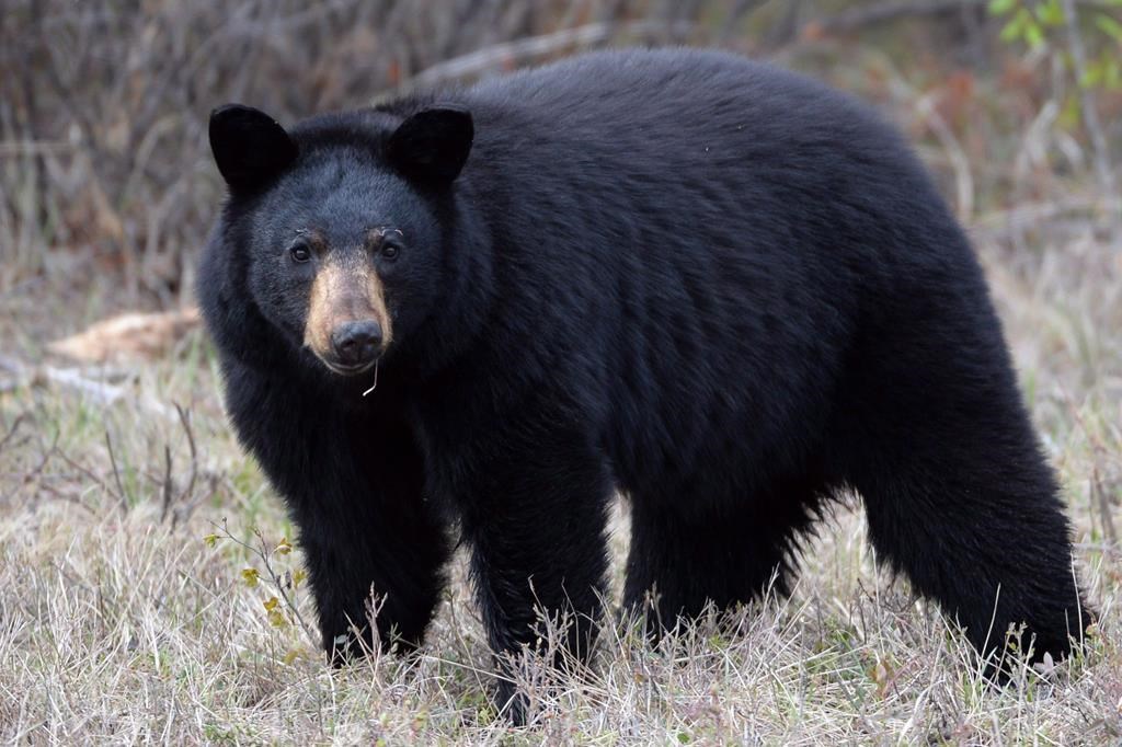 FILE - A black bear stands near the side of Highway 881 near Conklin, Alberta on Tuesday May 10, 2016. 