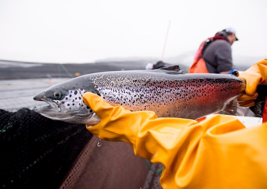 An Atlantic salmon is seen during a Department of Fisheries and Oceans fish health audit at the Okisollo fish farm near Campbell River, B.C. Wednesday, Oct. 31, 2018.