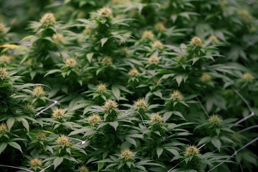 Growing flowers of cannabis intended for the medical marijuana market are shown at OrganiGram in Moncton, N.B., on April 14, 2016.