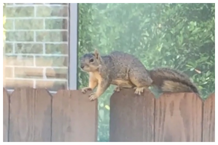 will a squirrel attack a dog