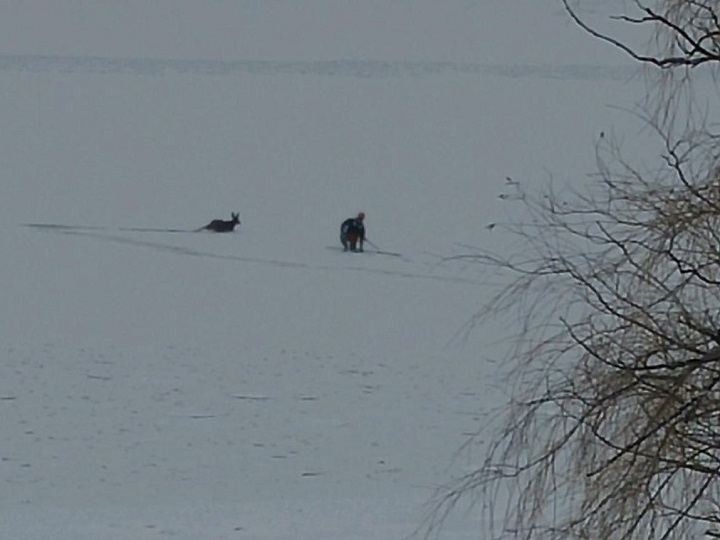 Another view of the stranded deer rescued from Skaha Lake on Saturday morning.