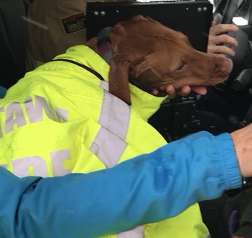 A Vizsla named Ruby is being cared for at a veterinary clinic after firefighters rescued the animal from the Ottawa River on Monday morning.