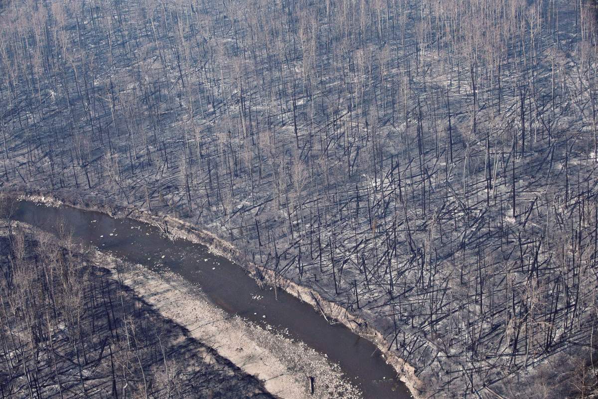 Burned trees are shown in Fort McMurray, Alta., in a May 13, 2016, file photo.