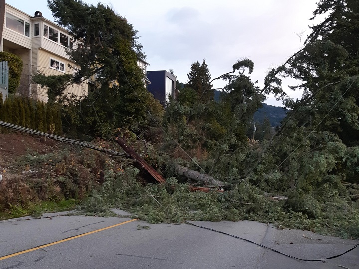 FortisBC says it removes trees to prevent possible damage to its power lines and gas lines.