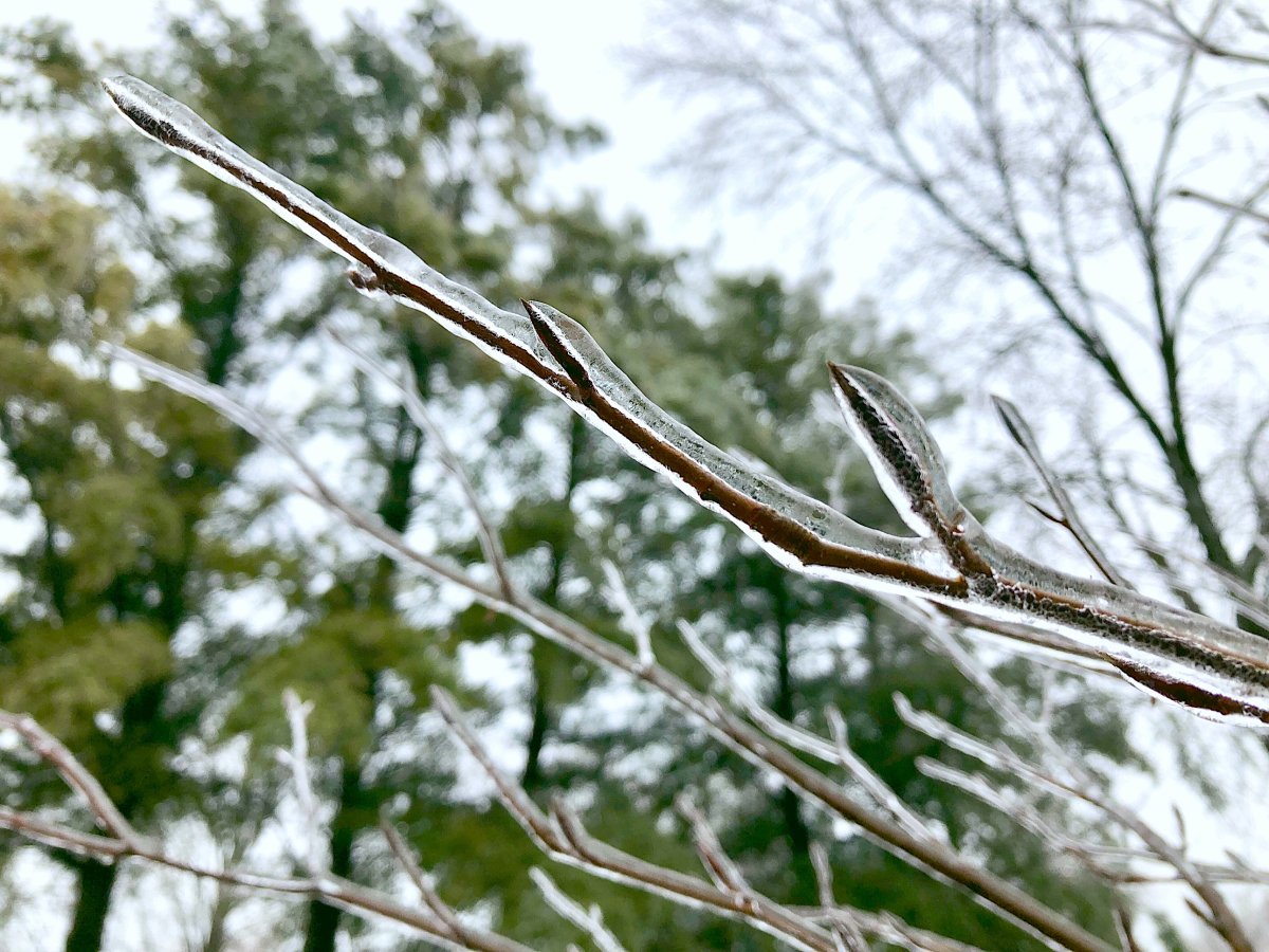 Freezing rain on a branch.