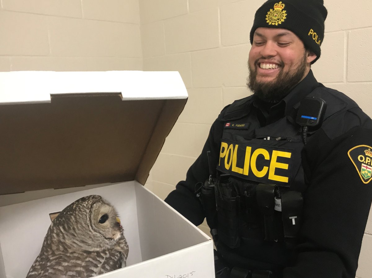 Central Hastings OPP rescued an injured owl in the Madoc area on Monday. The owl is seen here with Const. Kenny Fuentes. 