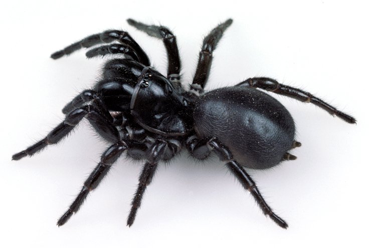 The female blue mountains funnel-web spider is shown in this file photo.