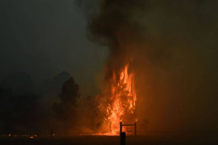 A tree burned on a residential property as bushfires hit the area around the town of Nowra in the Australian state of New South Wales on Dec. 31.