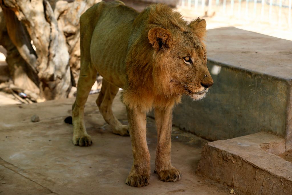 Sudanese citizens and activists have launched a social media campaign to save five lions from starvation after complaints that they were not receiving their daily quota of meat.