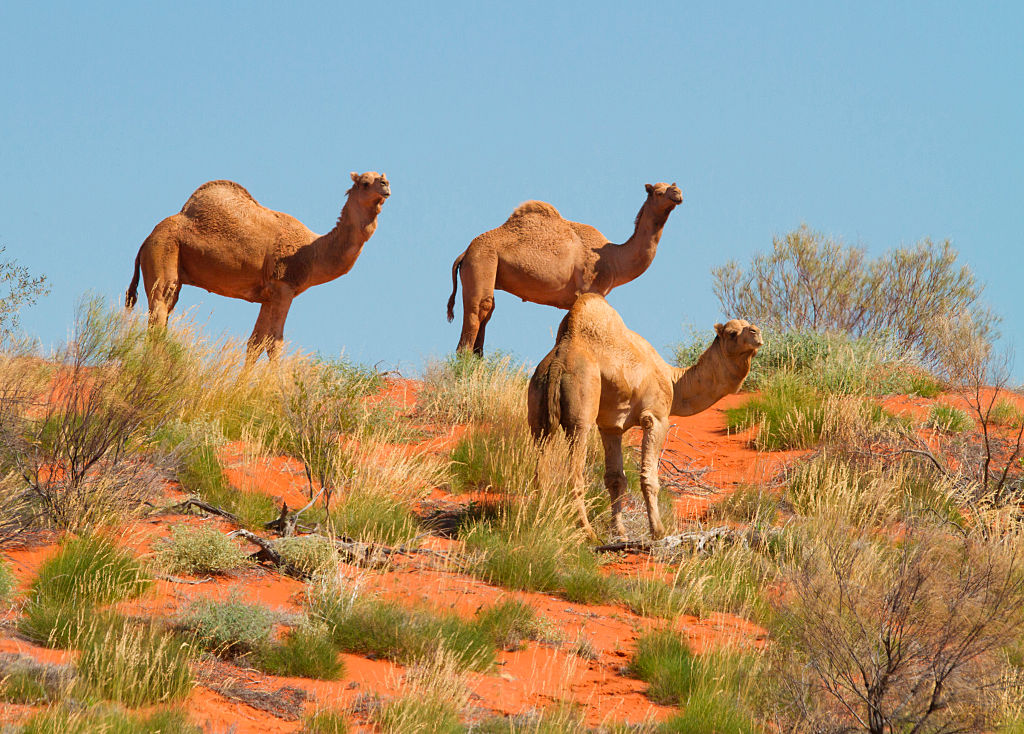 Feral camels are pictured walking in Boulia, central west Queensland, Australia. 