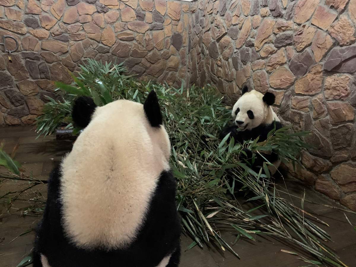 Panda cubs Jai Panpan and Jai Yueyue in their new China habitat at the Chengdu Research Base of Giant Panda Breeding.