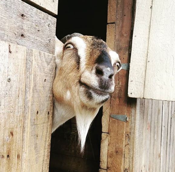 The goats at Aurora Farm are hungry for your Christmas trees.