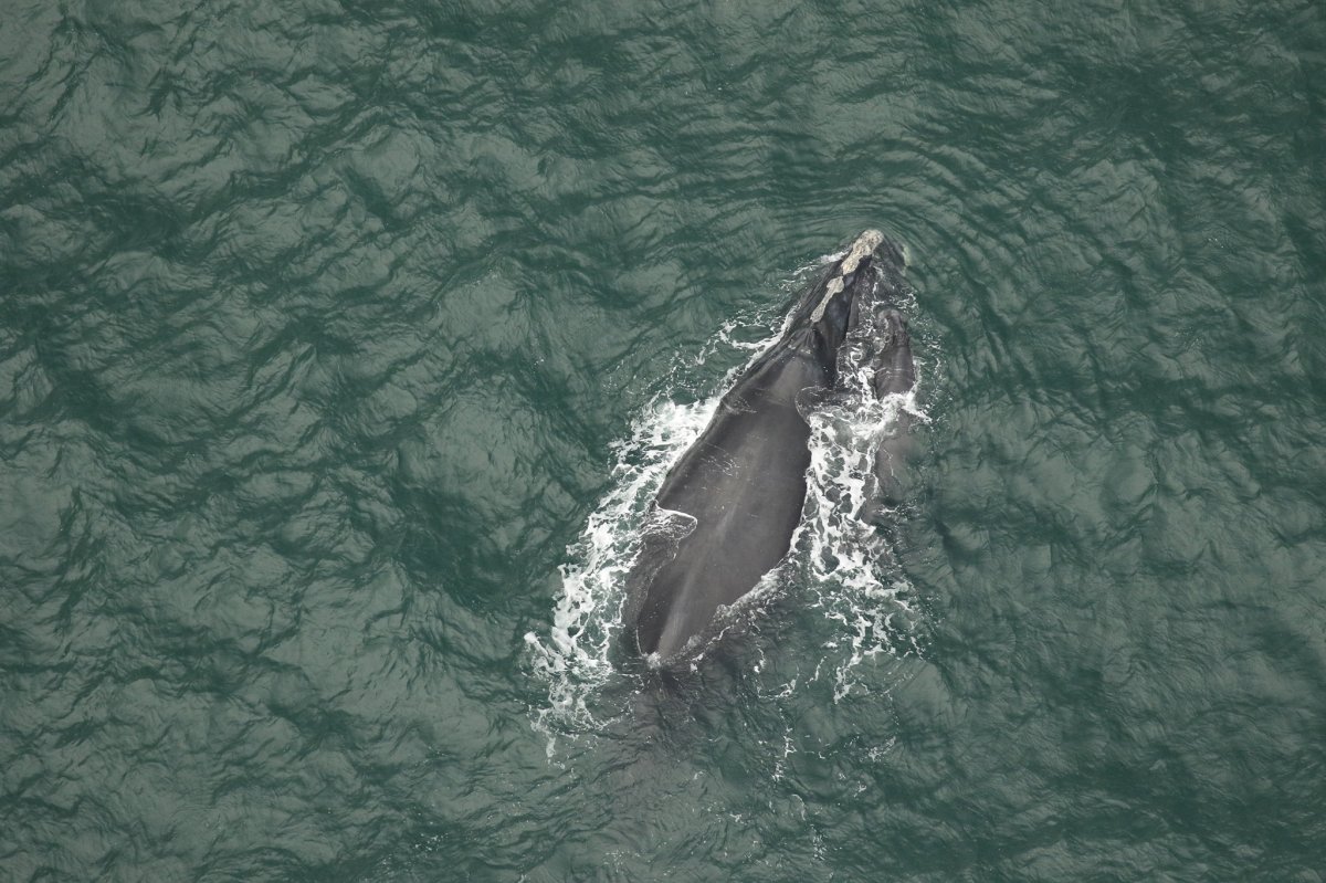 2 new North Atlantic right whale calves spotted off coast of Florida