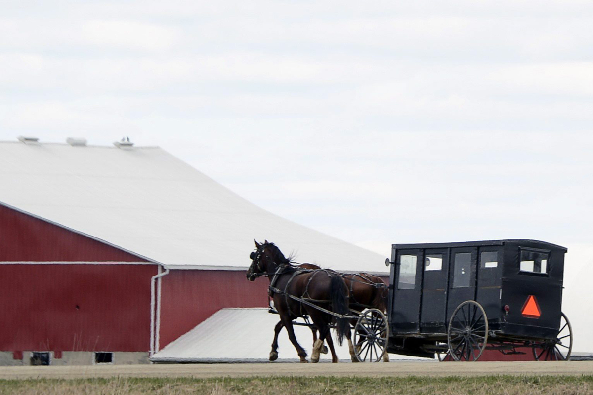 FILE PHOTO: A Mennonite horse and buggy on travels on the side of the road near St. Jacobs, Ont., just north of Waterloo on March 31, 2012. 