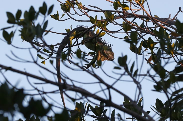 An iguana lies draped on a tree limb as it waits for the sunrise, Wednesday, Jan. 22, 2020, in Surfside, Fla.