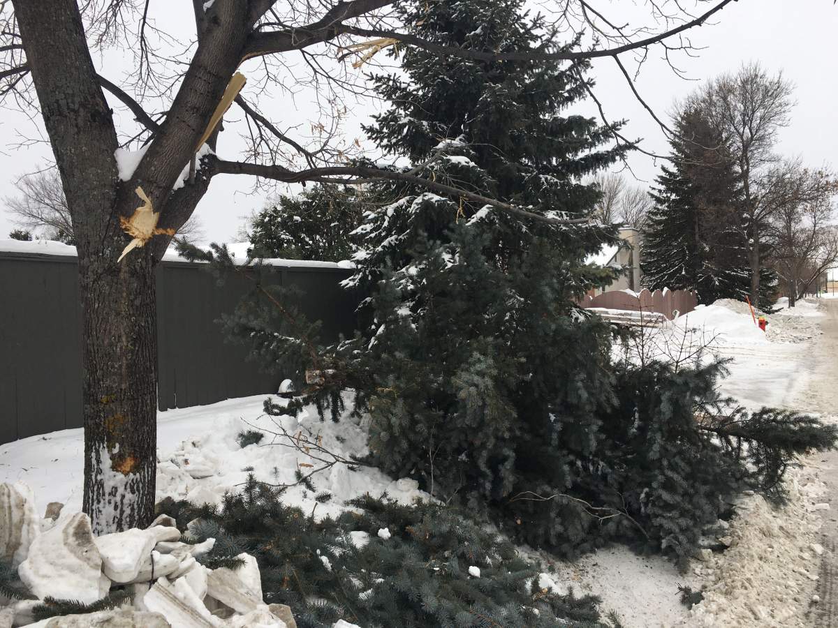 Joseph Strebly says the grader hit his 24-year-old Colorado spruce tree before slamming into another tree.