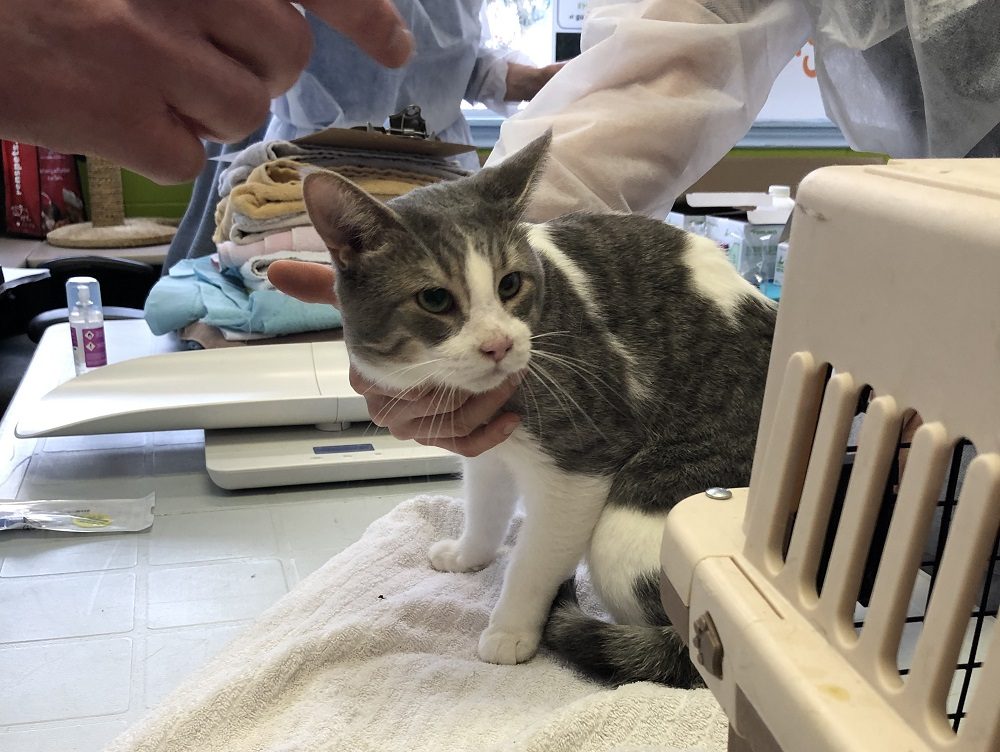 The Guelph Humane Society says 80 cats were seized from a house on Wednesday. 
