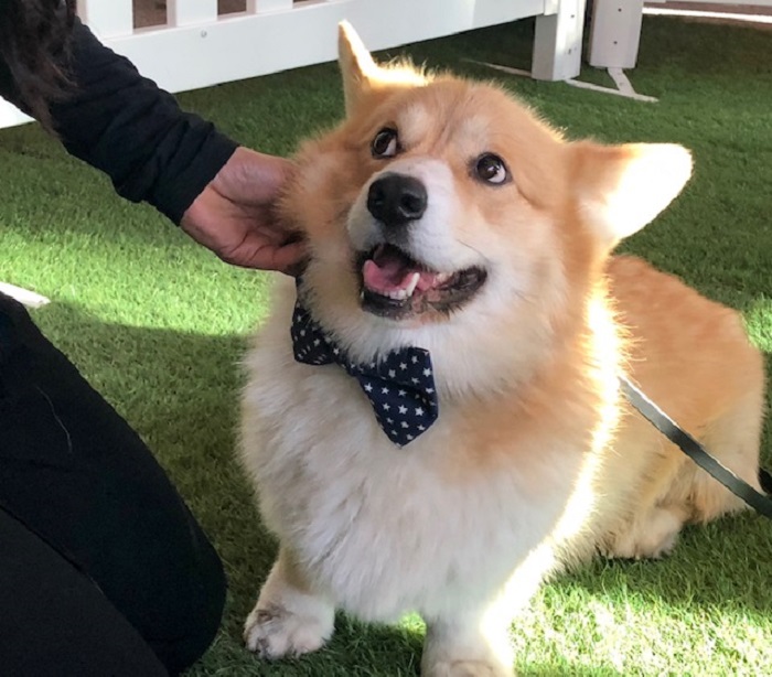 Pop-up puppy park at various Toronto office towers brings warmth to mid-January blues - image