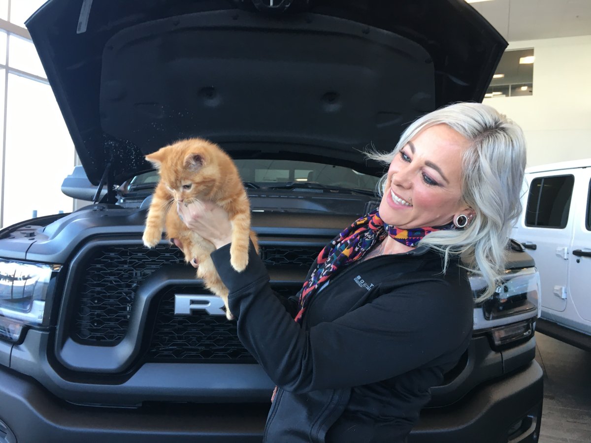 This cute kitten was found at South Trail Chrysler in Calgary after it traveled over two hours under the hood of a truck.