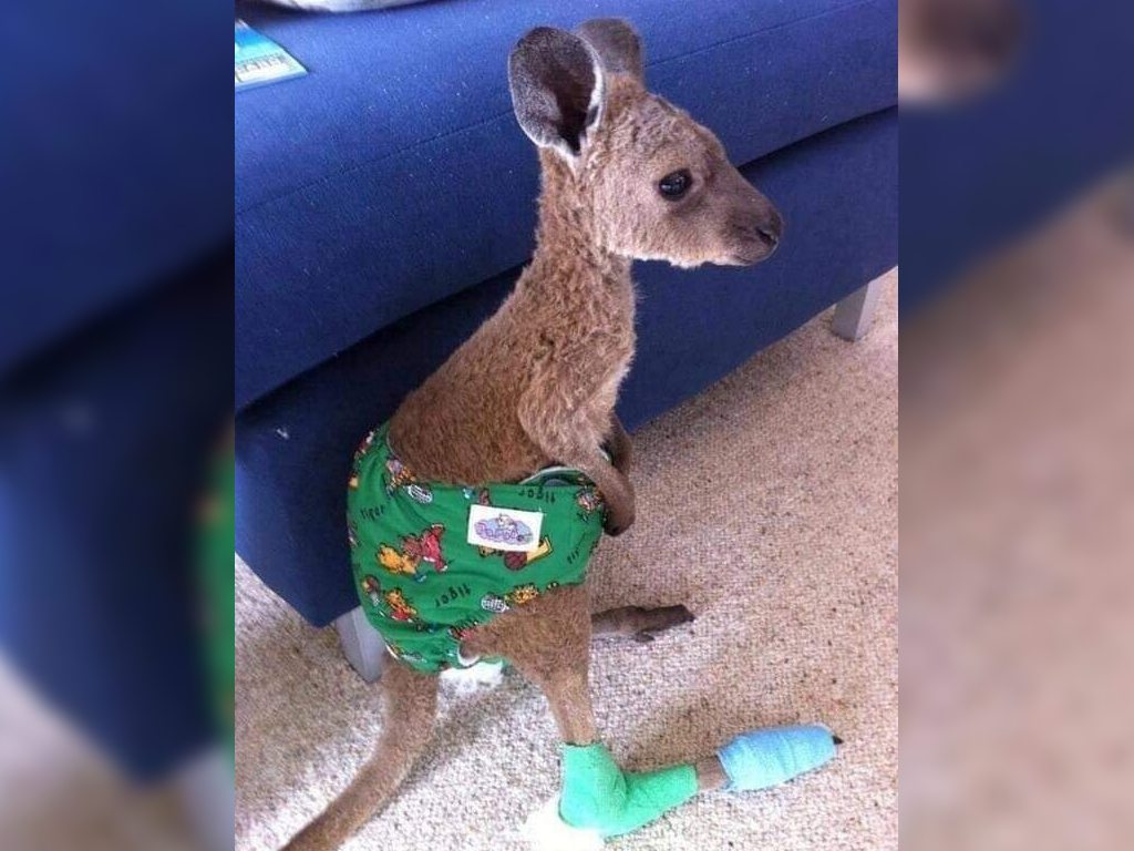 Crafters knit koala mittens, joey pouches for animals injured in Australian  bushfires - National 