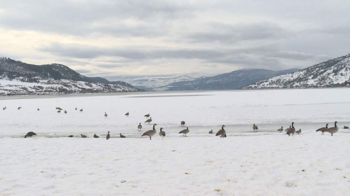 The view of Okanagan Lake from Kin Beach. Vernon said the discharge will be done 7 km southwest of this beach and 60 m below the surface of the lake.