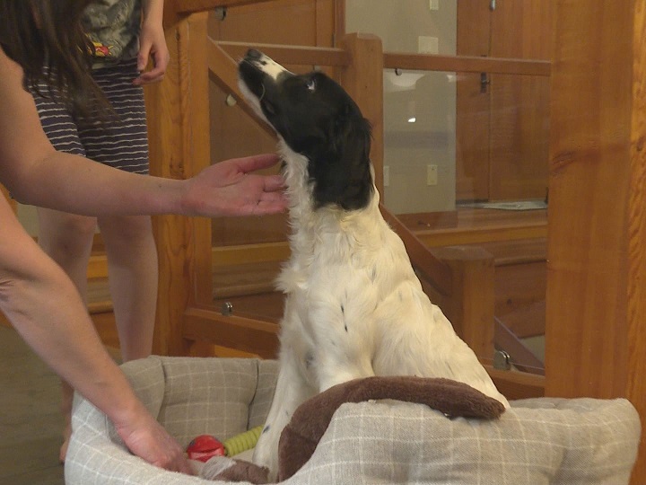 Rachel Straw of Vernon says she was in tears after learning her puppy, Clover, wasn’t on the 10:30 a.m. arrival on Jan. 8 at Kelowna International Airport.