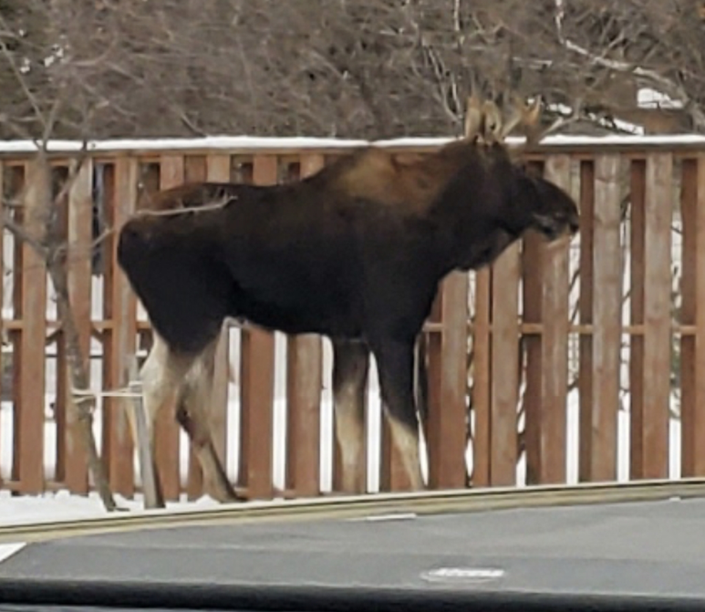 No charges laid after Brandon police called for ‘trespassing’ moose ...