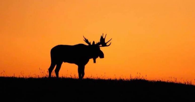 File photo of a moose. 