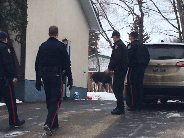 Brandon police approach a moose found in a backyard Thursday morning.